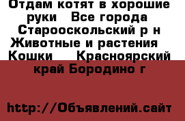 Отдам котят в хорошие руки - Все города, Старооскольский р-н Животные и растения » Кошки   . Красноярский край,Бородино г.